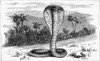 India: Snake, 1887. /Na Cobra In India. Wood Engraving, English, 1887. Poster Print by Granger Collection - Item # VARGRC0371098