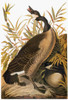 Audubon: Goose. /Ncanada Goose (Branta Canadensis), From John James Audubon'S 'Birds Of America,' 1827-1838. Poster Print by Granger Collection - Item # VARGRC0027611