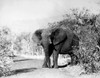 African Elephant. Poster Print by Granger Collection - Item # VARGRC0043412