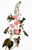 Audubon: Hummingbird. /Nanna'S Hummingbird (Calypte Anna), From John James Audubon'S 'The Birds Of America,' 1827-1838. Poster Print by Granger Collection - Item # VARGRC0007839