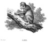 Ape. /Netching, 1805. Poster Print by Granger Collection - Item # VARGRC0082038