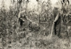 Hine: Chopping Corn, 1916. /Neverett And Ora Adams Chopping Corn On A Farm In Rockcastle County, Kentucky. Photograph By Lewis Hine, August 1916. Poster Print by Granger Collection - Item # VARGRC0176048