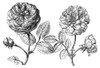 Hundred-Leafed Rose. /Nhundred Leafed Rose (Left) And Variously Colored Rose. Copper Engraving From Crispian Van De Passe'S 'Hortus Floridus,' 1614-17. Poster Print by Granger Collection - Item # VARGRC0056885