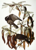 Audubon: Crow. /Nfish Crow (Corvus Ossifragus), From John James Audubon'S 'The Birds Of America,' 1827-1838. Poster Print by Granger Collection - Item # VARGRC0060772