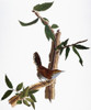 Audubon: Wren, (1827-38). /Nbewick'S Wren (Thryomanes Bewickii), After John James Audubon For His 'Birds Of America,' 1827-38. Poster Print by Granger Collection - Item # VARGRC0007566