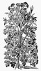 Botany: Parsley, 1579. /Npetroselinum Crispum. Woodcut From Pietro Andrea Mattioli'S 'Commentaires,' Lyon, France, 1579. Poster Print by Granger Collection - Item # VARGRC0041226