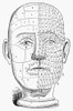 Phrenology, 19Th Century. /Na Phrenological Chart Of The 19Th Century. Poster Print by Granger Collection - Item # VARGRC0000212