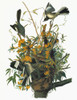 Audubon: Mockingbird. /Nnorthern Mockingbird (Mimus Polyglottos). Engraving After John James Audubon For His 'Birds Of America,' 1827-38. Poster Print by Granger Collection - Item # VARGRC0351360
