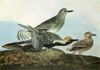 Audubon: Plover. /Nblack-Bellied, Or Grey, Plover (Pluvialis Squatarola). Engraving After John James Audubon For His 'Birds Of America,' 1827-38. Poster Print by Granger Collection - Item # VARGRC0326238