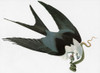 Audubon: Kite. /Nswallow-Tailed Kite (Elanoides Forficatus). Engraving After John James Audubon For His 'Birds Of America,' 1827-38. Poster Print by Granger Collection - Item # VARGRC0325353
