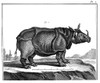 Rhinoceros. /Ncopper Engraving, French, 18Th Century. Poster Print by Granger Collection - Item # VARGRC0018001