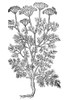 Queen Anne'S Lace, 1597. /Nalso Called Wild Carrot (Daucus Carota). Woodcut, From John Gerard'S 'Herball'. Poster Print by Granger Collection - Item # VARGRC0034764