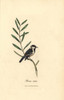 Coal Tit  Periparus Ater Poster Print By ® Florilegius / Mary Evans - Item # VARMEL10937311