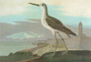 Audubon: Greenshank. /Ncommon Greenshank (Tringa Nebularia). Engraving After John James Audubon For His 'Birds Of America,' 1827-38, Including A View Of St. Augustine And Fort Marion, Florida. Poster Print by Granger Collection - Item # VARGRC0326792