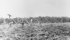 Hawaii: Sugar Harvest, 1915. /Nworkers Gathering Sugar Cane On A Plantation In Hawaii. Photograph, C1915. Poster Print by Granger Collection - Item # VARGRC0118210