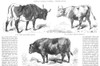 Livestock: Cattle, 1856. /Npinzgau Cow (Austria). Cow From The Canton Of Vaud (Switzerland). Dux Bull (Tyrol). Wood Engravings, French, 1856. Poster Print by Granger Collection - Item # VARGRC0079634