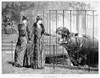 Hippopotamus: London Zoo. /N'Sunday Afternoon At The Zoological Garden - Beauty And The Beast.' Wood Engraving, English, After Percy Macquoid, 1891. Poster Print by Granger Collection - Item # VARGRC0088381