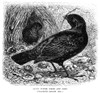 Satin Bower Bird And Nest. /Nline Engraving, 19Th Century. Poster Print by Granger Collection - Item # VARGRC0054126