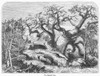 Botany: Baobab Tree. /Nwood Engraving, 19Th Century. Poster Print by Granger Collection - Item # VARGRC0091019