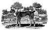 Cur Dog. /Nwood Engraving, 1790, By Thomas Bewick. Poster Print by Granger Collection - Item # VARGRC0027748