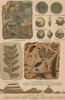 Geology and Paleontology, 1886 Poster Print by Science Source - Item # VARSCIBW7044