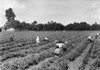 Bean Picking, 19Th Century. /Nwomen And Children Picking Beans In A Field Near Norfolk, Virginia. Photograph, Mid To Late 19Th Century. Poster Print by Granger Collection - Item # VARGRC0260070