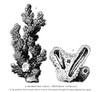 Madrepore Coral /N(Madrepora Verrucosa). Section B Shows The Canals That Connect The Polyps Through The Stony Skeleton. Wood Engraving, 19Th Century. Poster Print by Granger Collection - Item # VARGRC0067431
