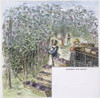 Gathering Grapes, 1873. /Ngathering Grapes In A 19Th Century Vineyard: Wood Engraving, 1873. Poster Print by Granger Collection - Item # VARGRC0046899