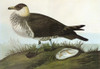 Audubon: Jaeger. /Npomarine Jaeger, Or Pomarine Skua (Stercorarius Pomarinus). Engraving After John James Audubon For His 'Birds Of America,' 1827-38. Poster Print by Granger Collection - Item # VARGRC0350493