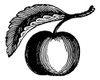 Botany: Apple. /Nwood Engraving, 19Th Century. Poster Print by Granger Collection - Item # VARGRC0059553