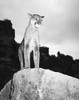 Cougar. /Nphotographed 20Th Century. Poster Print by Granger Collection - Item # VARGRC0100959