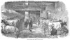 England: Cattle, 1853. /Nthe Cow Shed At Friern Manor Dairy Farm, Peckham, England. Wood Engraving, English, 1853. Poster Print by Granger Collection - Item # VARGRC0000852
