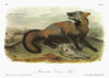Audubon: Fox. /Ncross Fox, A Type Of American Red Fox (Vulpes Vulpes Fulvus). Lithograph, C1849, After A Painting By John James Audubon For His 'Viviparous Quadrupeds Of North America.' Poster Print by Granger Collection - Item # VARGRC0352812