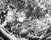 World War Ii: U.S. Marines. /Nu.S. Marines Crouching In The Jungle Near The Beach Of Cape Torokina, Bougainville, In Papua New Guinea, During The Capture Of The Island, November 1943. Poster Print by Granger Collection - Item # VARGRC0001155