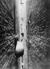 New York: Tenement, C1890. /Nbathtub Stored In A Tenement Air Shaft. Photograph By Jacob A. Riis, C1890. Poster Print by Granger Collection - Item # VARGRC0125118