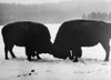 American Buffalo. /Nphotographed 20Th Century. Poster Print by Granger Collection - Item # VARGRC0100677
