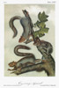 Audubon: Squirrel. /Nmigratory, Or Northern Gray, Squirrel (Sciurus Migratorius). Lithograph, C1849, After A Painting By John James Audubon For His 'Viviparous Quadrupeds Of North America.' Poster Print by Granger Collection - Item # VARGRC0352846