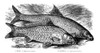 Carp And Barbel Fish. /Ncyprinus Carpo And Cyprinus Barbus. Wood Engraving, 19Th Century. Poster Print by Granger Collection - Item # VARGRC0069534