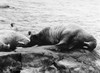 Walrus. /Nphotographed 20Th Century. Poster Print by Granger Collection - Item # VARGRC0100543