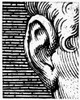 Human Ear. /Nline Engraving. Poster Print by Granger Collection - Item # VARGRC0077016