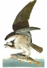Audubon: Osprey. /Nosprey, Or Fish Hawk (Pandion Haliaetus), After John James Audubon For His 'Birds Of America,' 1827-38. Poster Print by Granger Collection - Item # VARGRC0067733