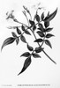 Common Jasmine, 1787. /Ncopper Engraving By James Sowerby From William Curtis' 'Botanical Magazine,' London, 1787. Poster Print by Granger Collection - Item # VARGRC0113055