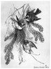 Blackburn: Birds, 1895. /N'Golden-Crested Wren.' Illustration By Jemima Blackburn, 1895. Poster Print by Granger Collection - Item # VARGRC0525977