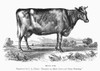Milk Cow, C1856. /Nwood Engraving, American, C1856. Poster Print by Granger Collection - Item # VARGRC0092917