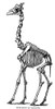 Giraffe Skeleton. /Nline Engraving, Late 19Th Century. Poster Print by Granger Collection - Item # VARGRC0082058