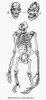 Gorilla Skeleton. /Nline Engraving. Poster Print by Granger Collection - Item # VARGRC0077040