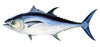 Tuna. /Na Female Bluefin Tuna (Thunnus Thynnus). Poster Print by Granger Collection - Item # VARGRC0039344