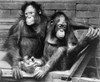 Orangutans. /Nyoung Orangutans. Photographed 20Th Century. Poster Print by Granger Collection - Item # VARGRC0101819