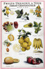 New Fruits, C1955. /N'Fruits Unknown To Your Great-Grandfather When A Boy.' American Magazine Illustration, C1955. Poster Print by Granger Collection - Item # VARGRC0123928