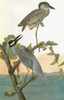 Audubon: Heron. /Nyellow-Crowned Night Heron (Nyctanassa Violacea). Engraving After John James Audubon For His 'Birds Of America,' 1827-38. Poster Print by Granger Collection - Item # VARGRC0325152